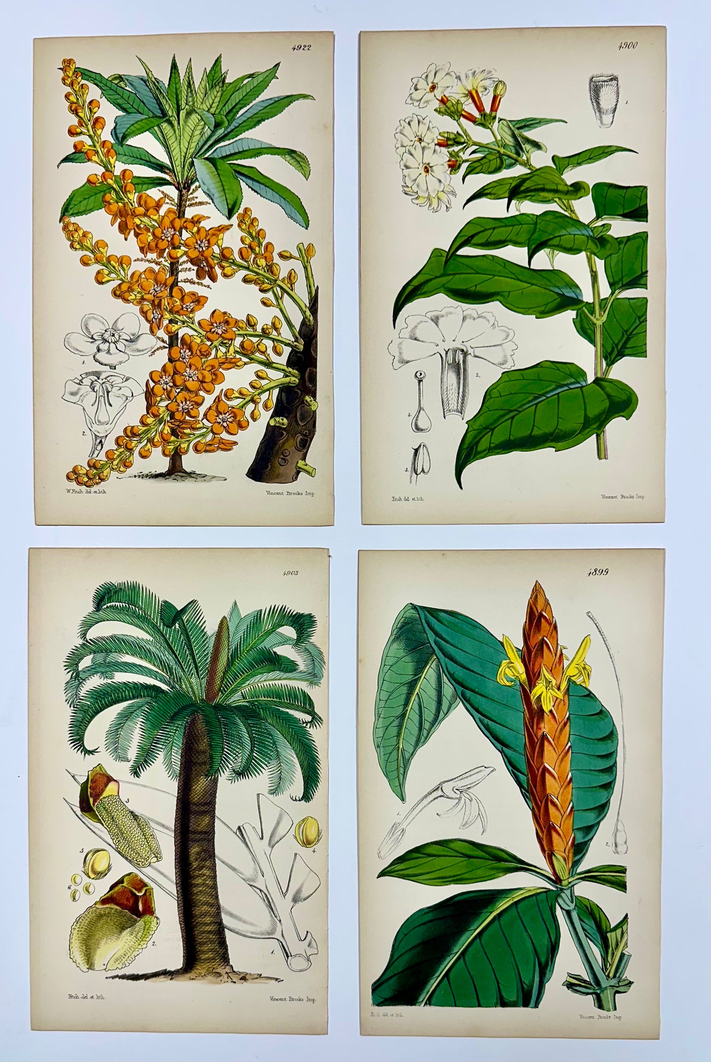 Tropical Botanical Engravings by William Curtis, 1856 (Set of 4)