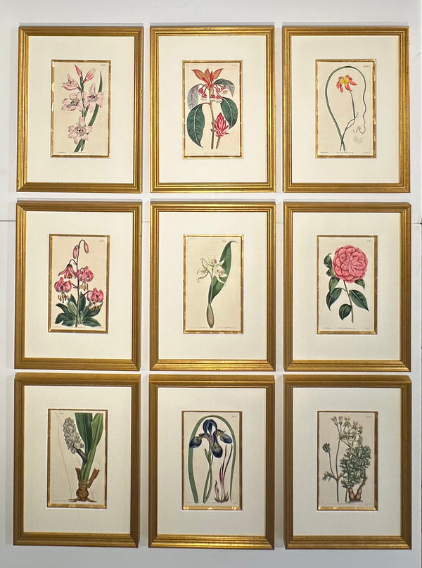 Botanical Set of 9 in Gold Leaf Gesso Mat by Curtis, 1814