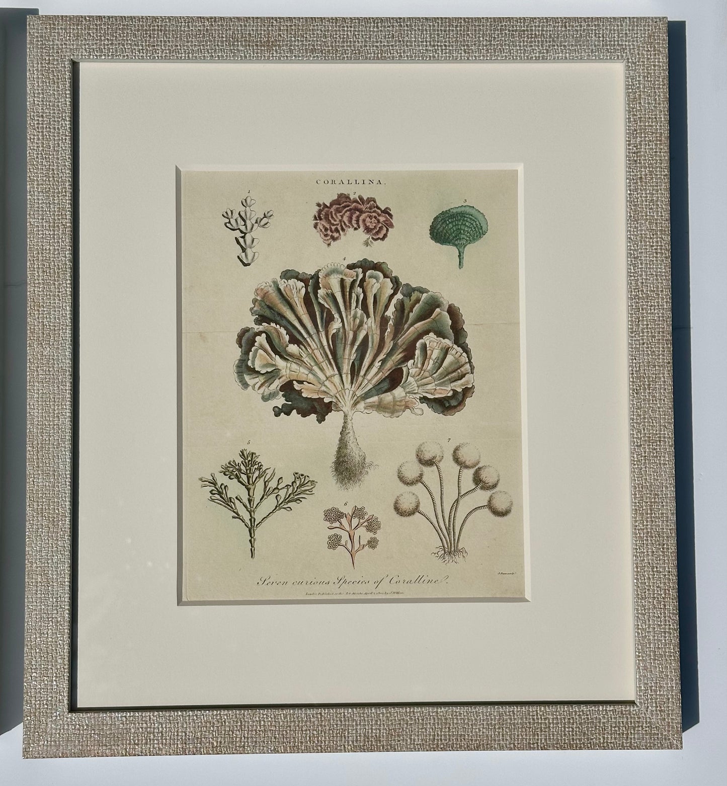 Corals, Shells & Sea Urchins (1807), Set of 4