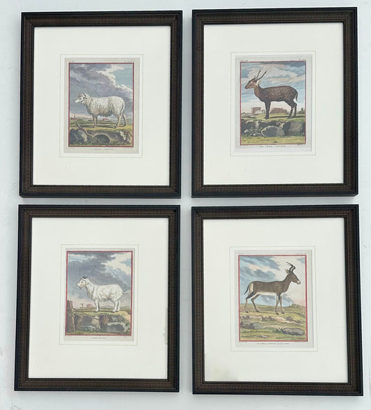 S/4 Buffon Animals, Original engravings, 1755 (framed)