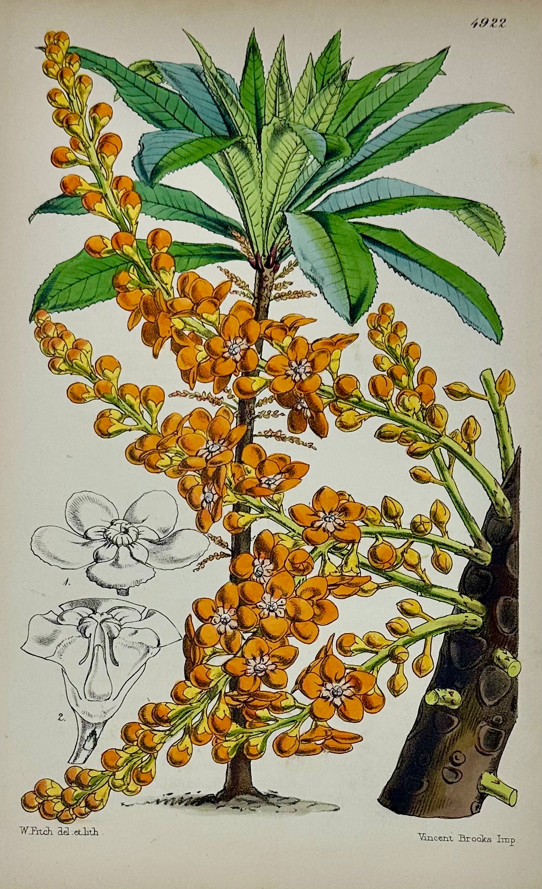 Tropical Botanical Engravings by William Curtis, 1856 (Set of 4)