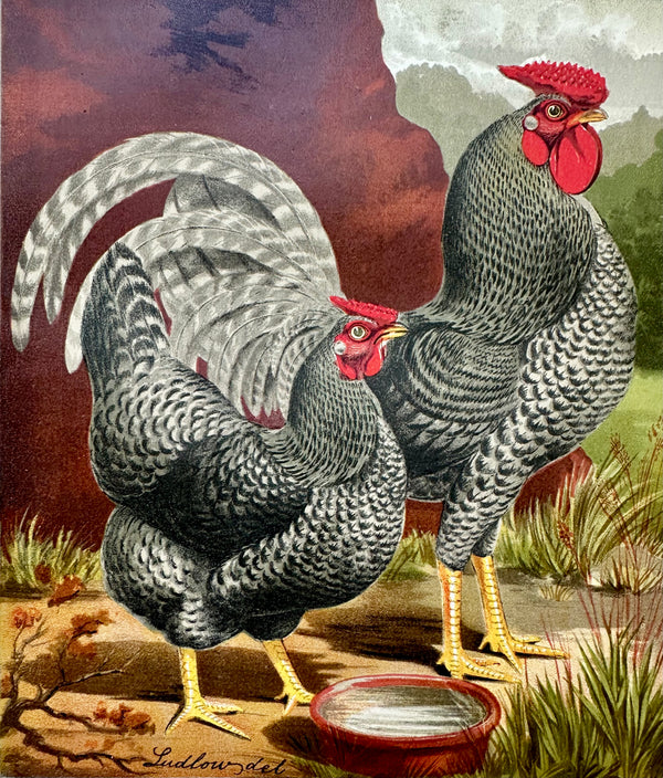Dominique Chicken Original Chromolithograph Print, 1890