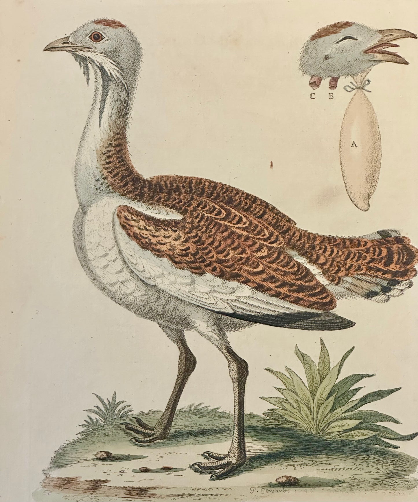 Great Bustard by George Edwards, 1740
