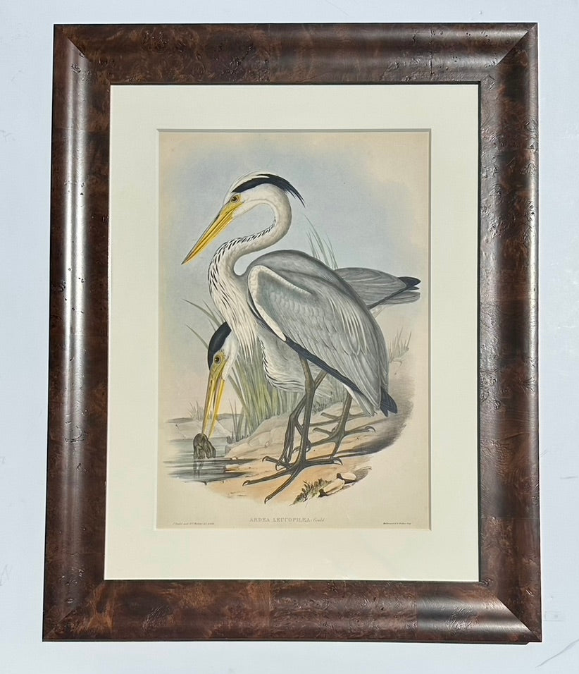 Grey Heron Coastal Scene Original by Gould, Circa 1840 (Framed)