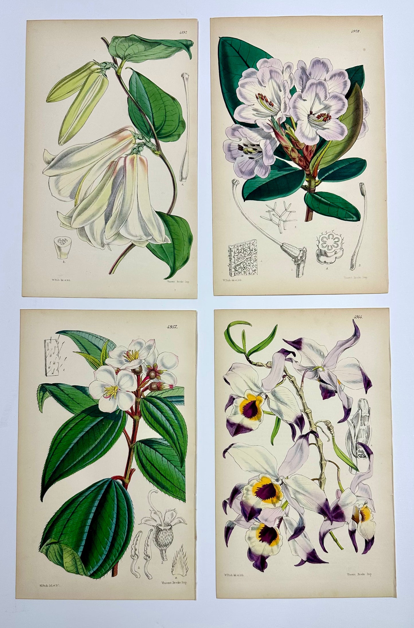 Original Botanical Engravings by William Curtis, 1856 (Set of 4)