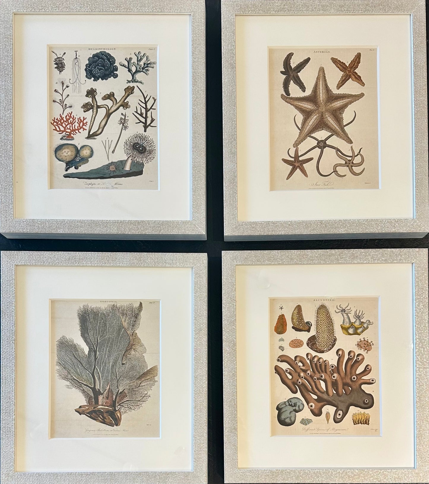 Starfish, Marine Life, Corals (1807), Set of 4