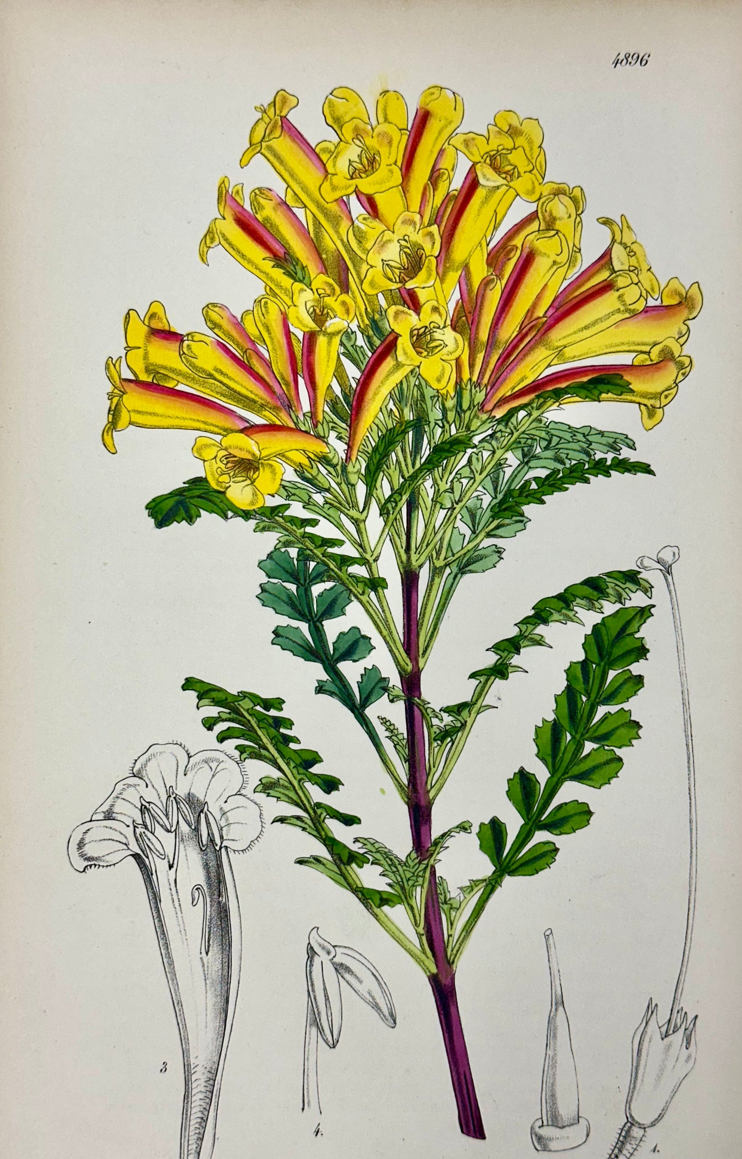 Original Botanical Engravings by William Curtis, 1856 (Set of 4)