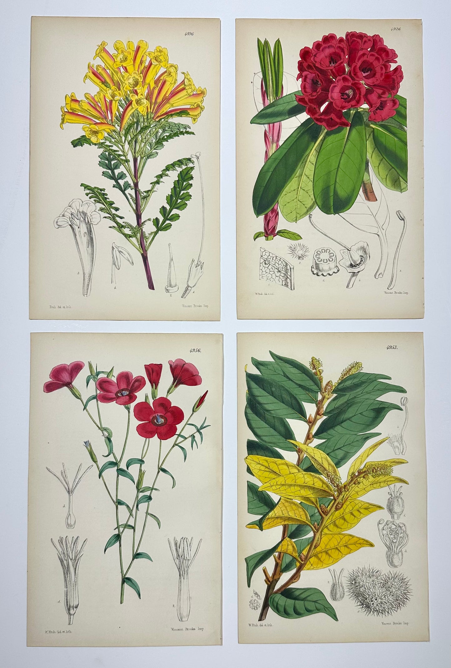 Original Botanical Engravings by William Curtis, 1856 (Set of 4)