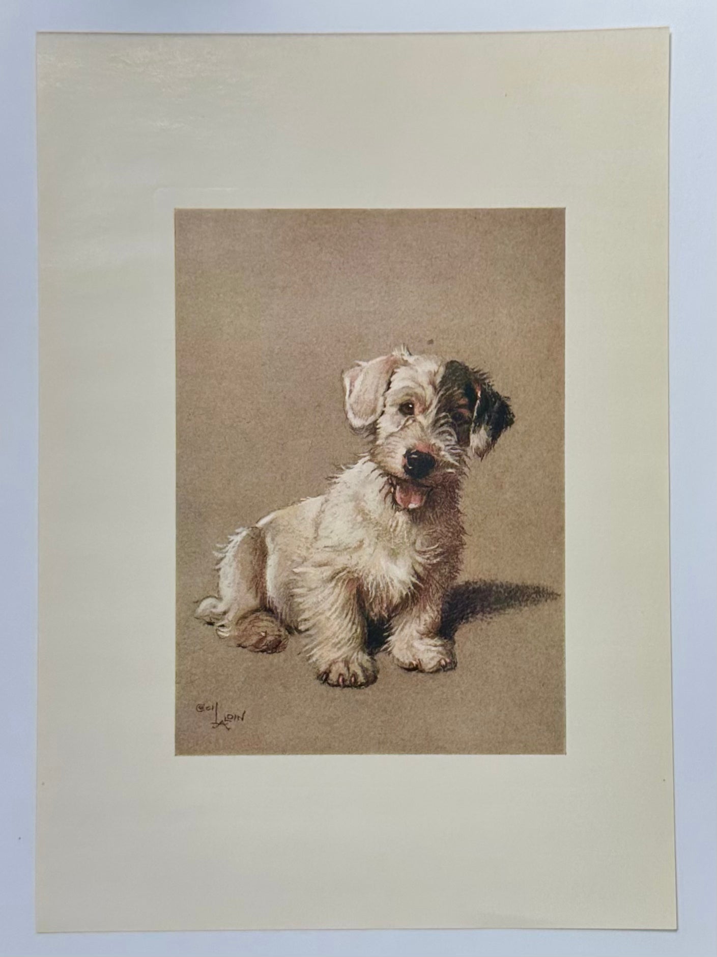 Sealyham Terrier by Cecil Aldin, 1928