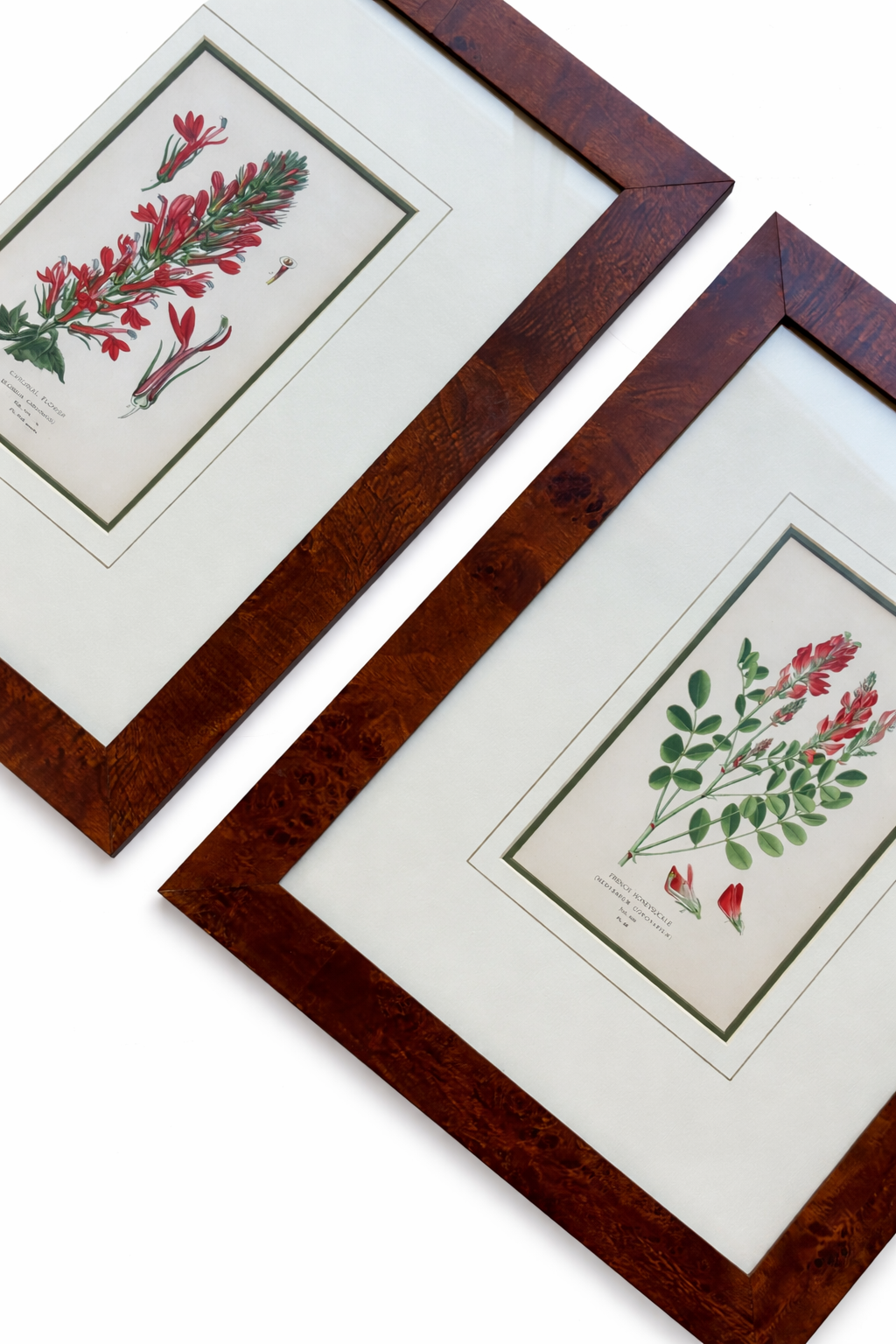 Honeysuckle & Cardinal Flowers, Framed Original Botanical Prints by Watson, 1896