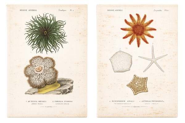 Anemone & Starfish, Original Prints by George Cuvier, 1836 (Set of 2)