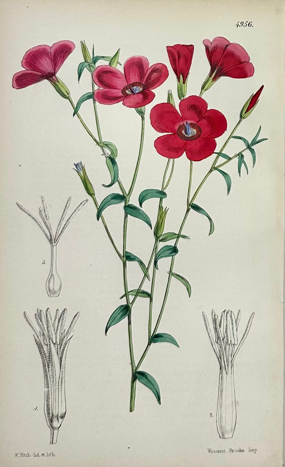 Original Botanical Engravings by William Curtis, 1856 (Set of 4)
