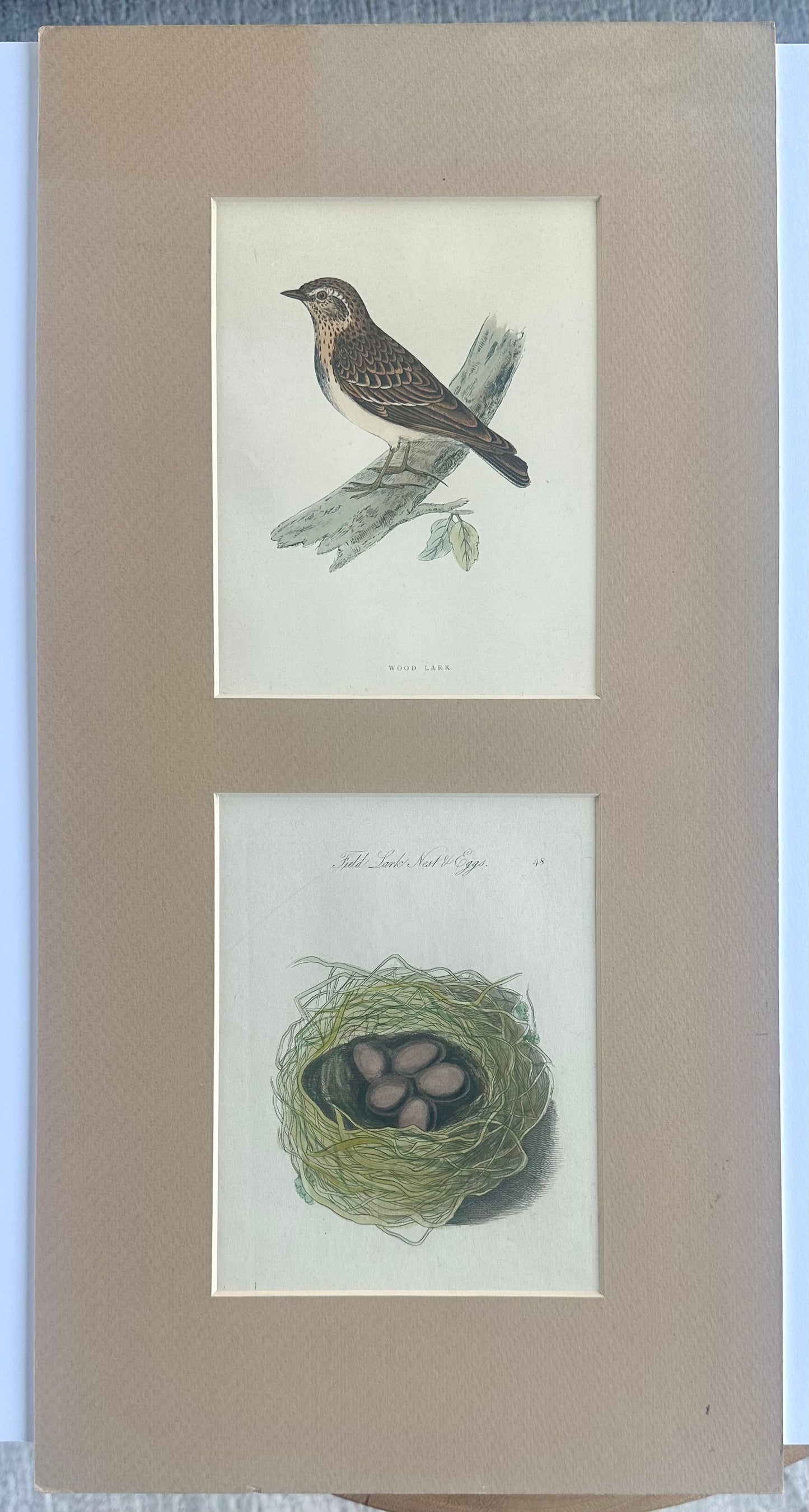 Lark Sparrow Nest & Egg, Original engraving, c. 1880