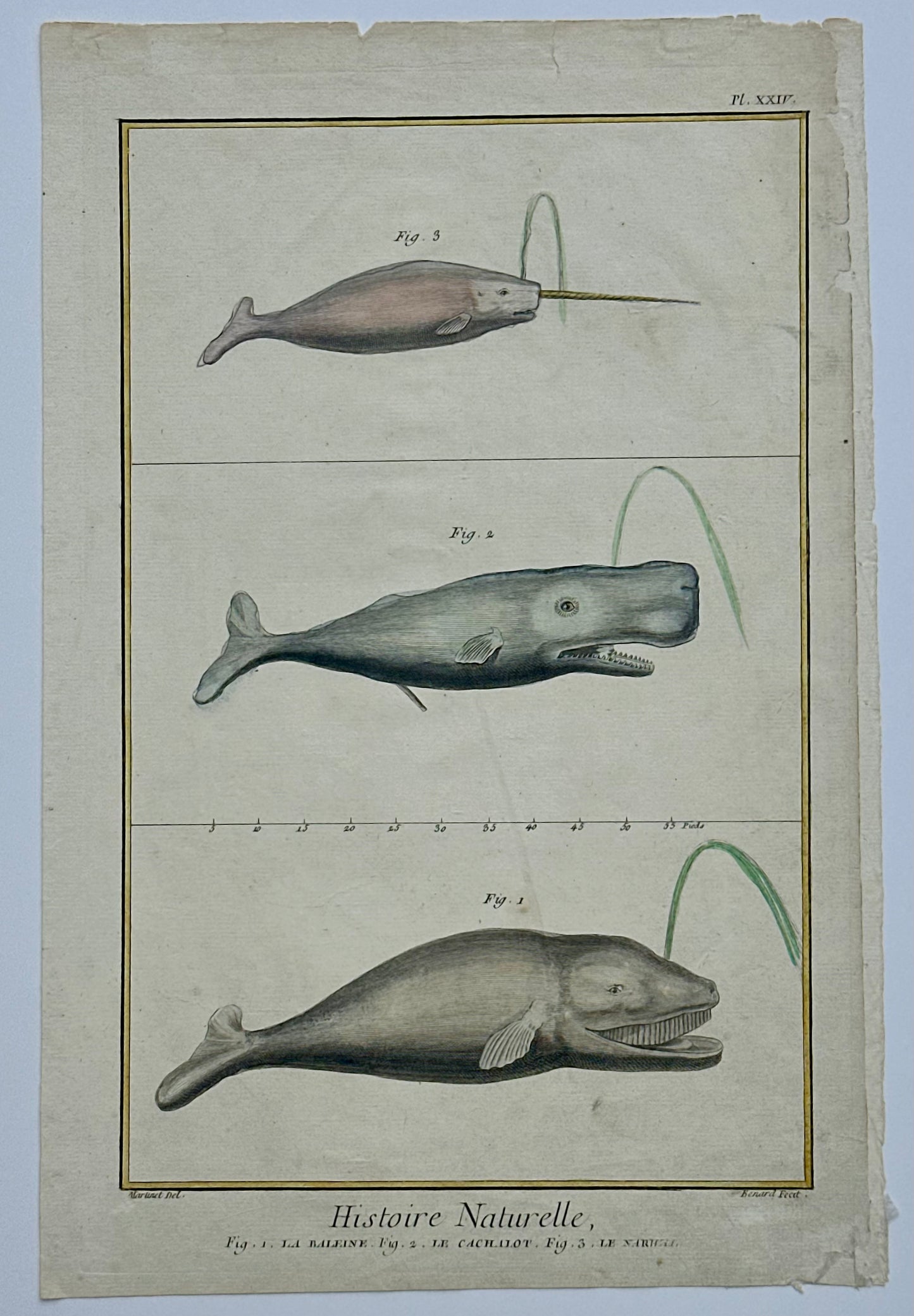 Whales & Narwhal Original Print by Buffon, 1774