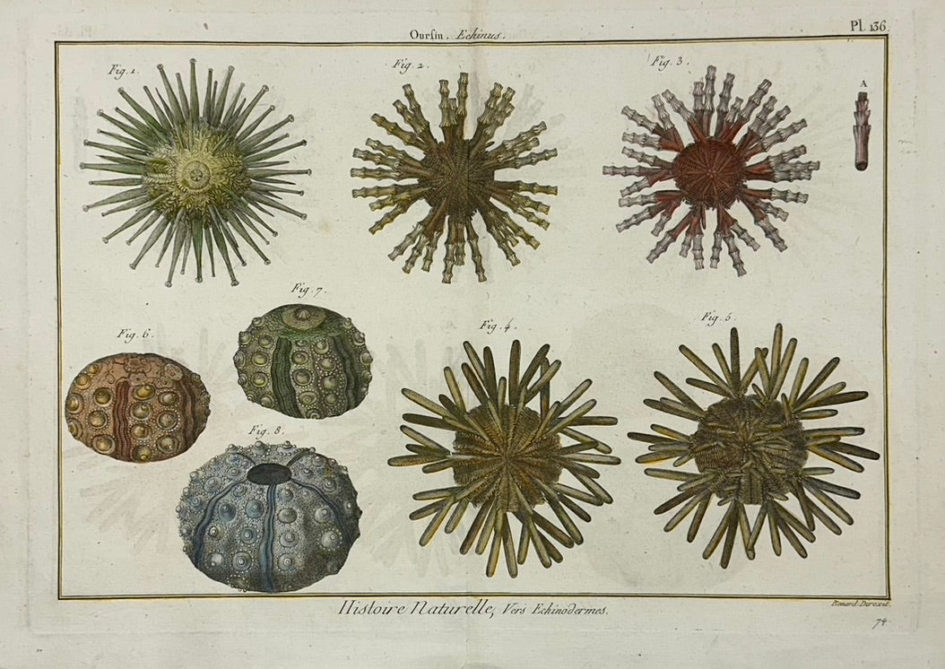 Sea Urchin Echinodermes Original Print from Historie Naturelle, 1791