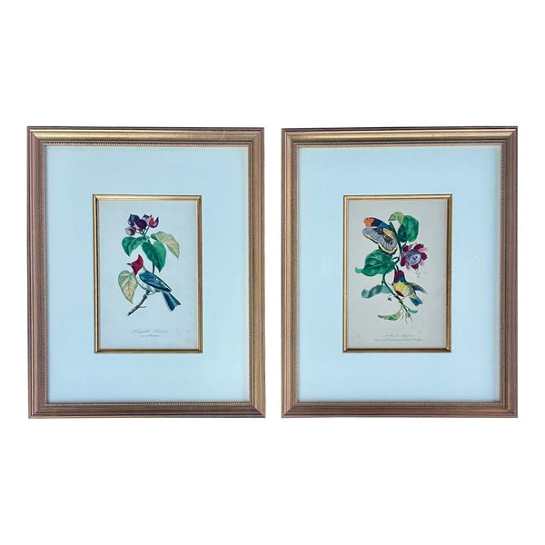 Flora Red-crested Cardinal & Barbet Bird Butterfly , Original Prints by Descourtilz, 1834 (Pair)
