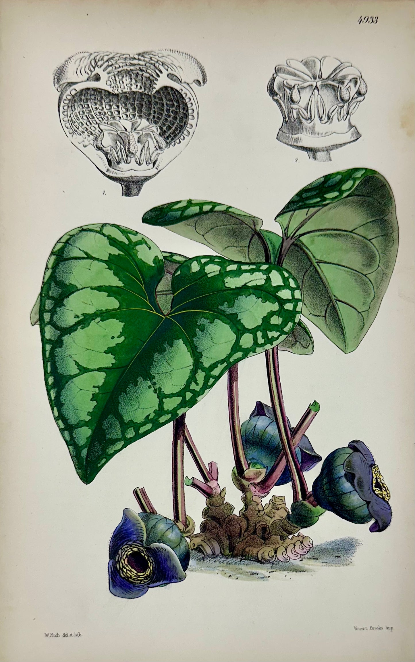 Botanical Engravings by William Curtis, 1856 (Set of 4)