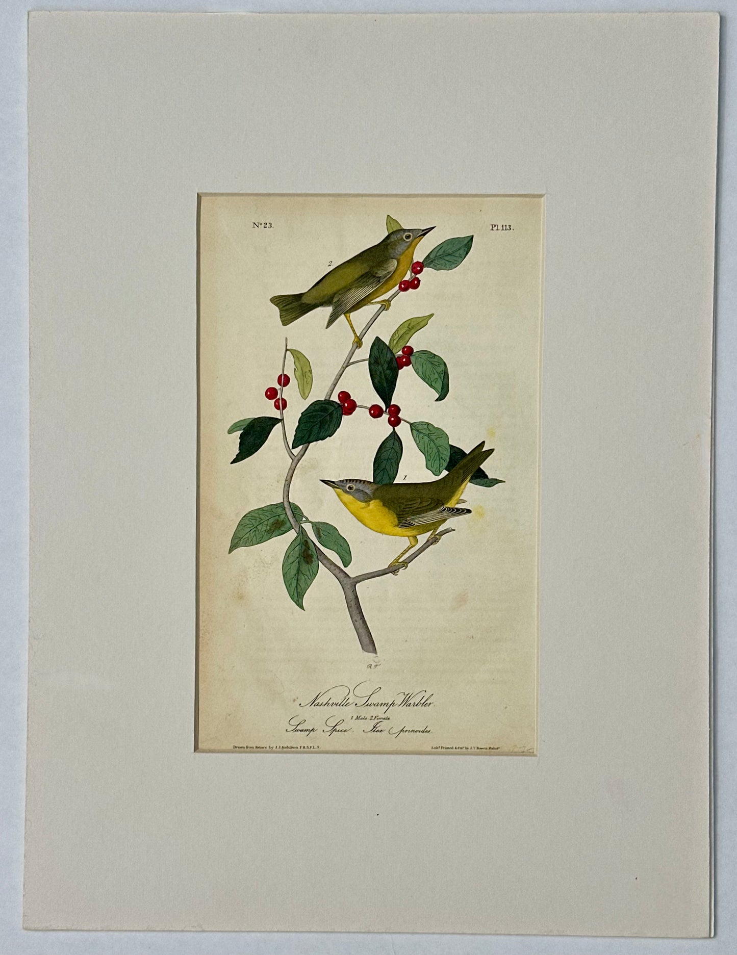 Nashville Swamp Warbler Bird by John James Audubon, 1842