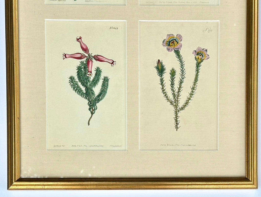 Set of botanicals by William Curtis, 1806 (framed)