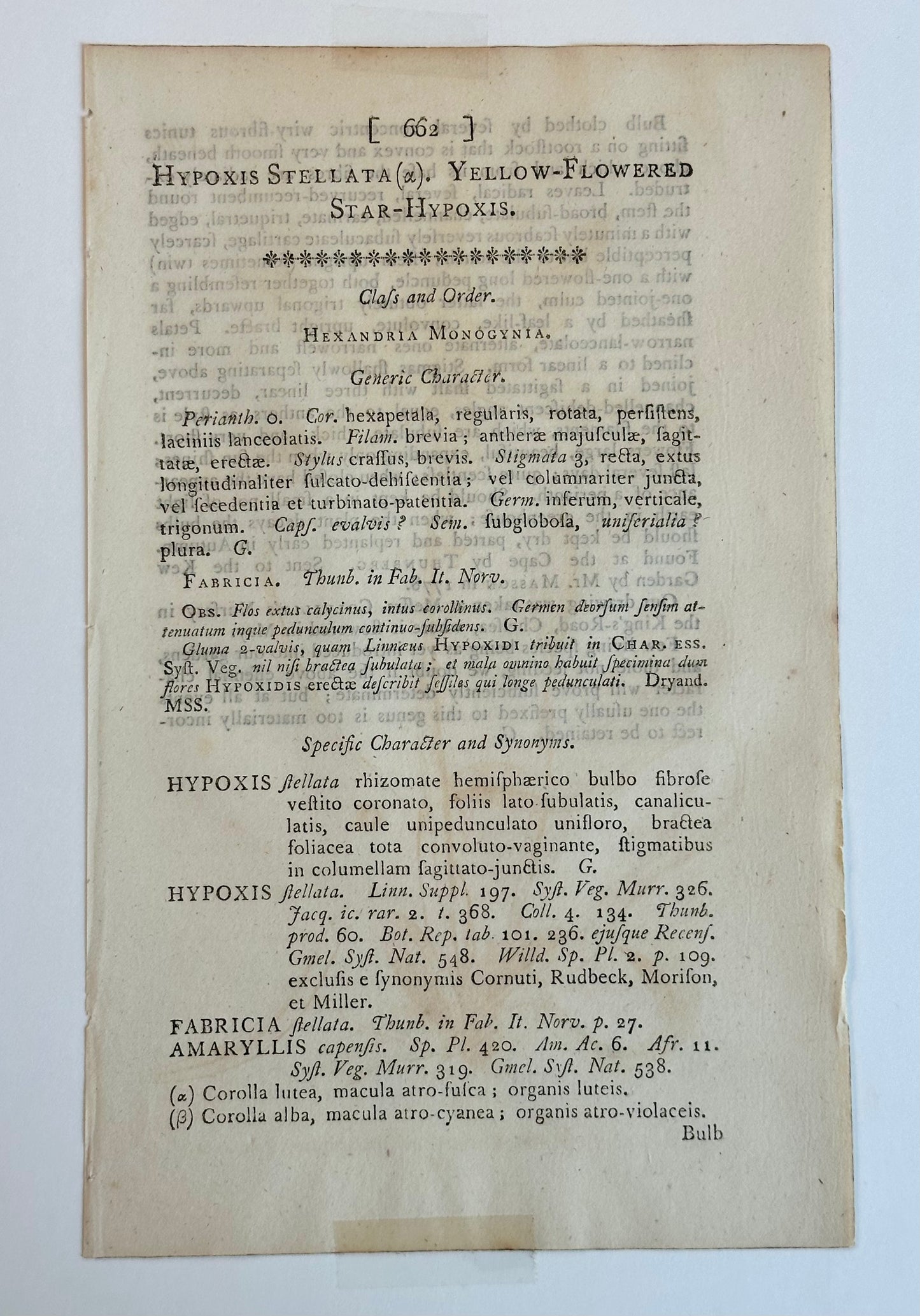 Yellow Flowered Star Engraving by Curtis, 1816