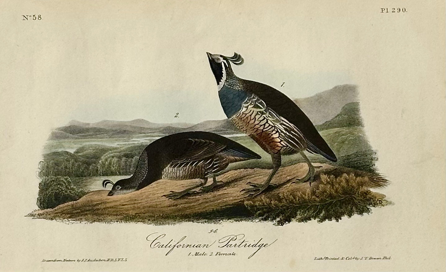 Original California Patridge by John James Audubon, 1842