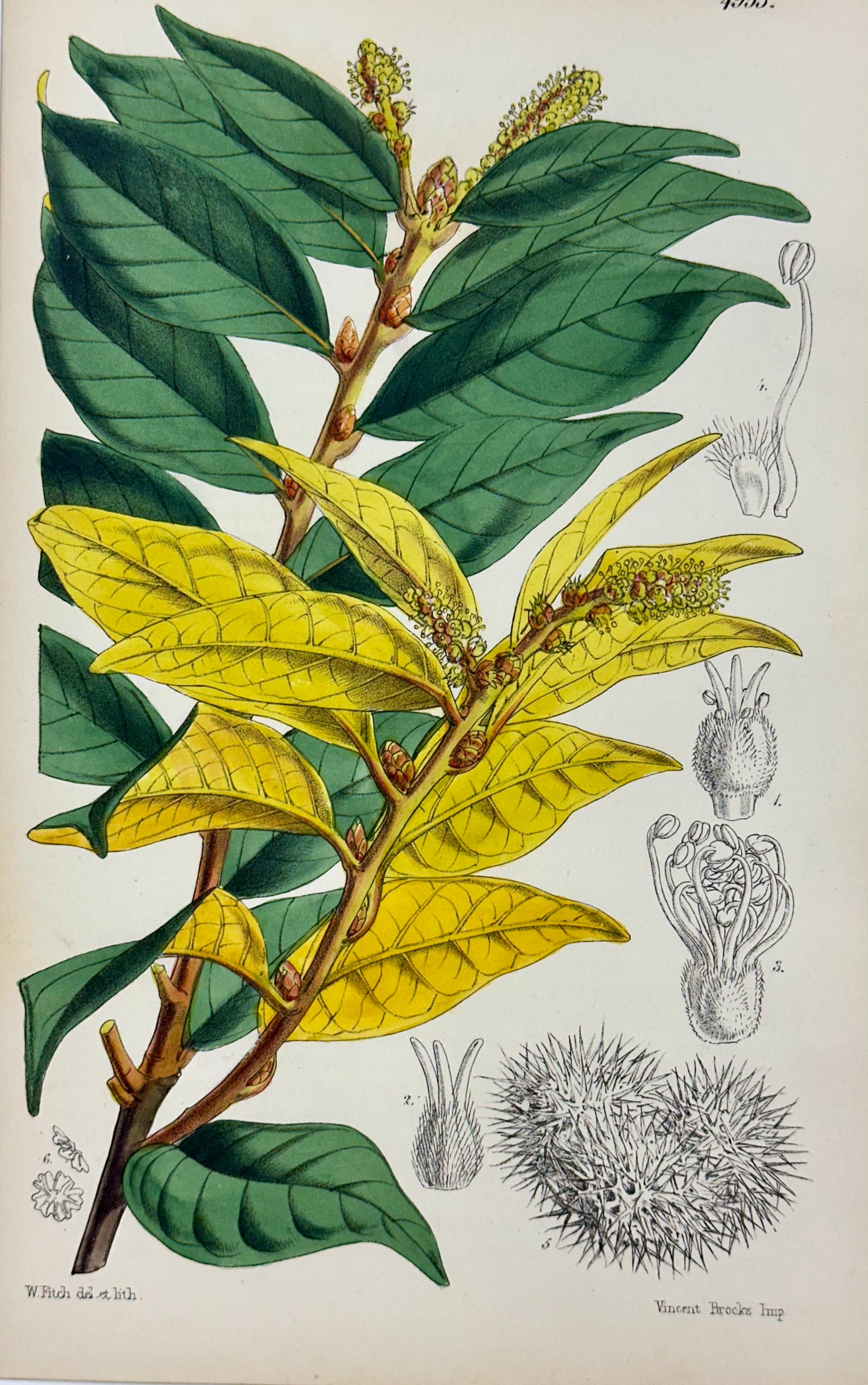 Original Botanical Engravings by William Curtis, 1856 (Set of 4)