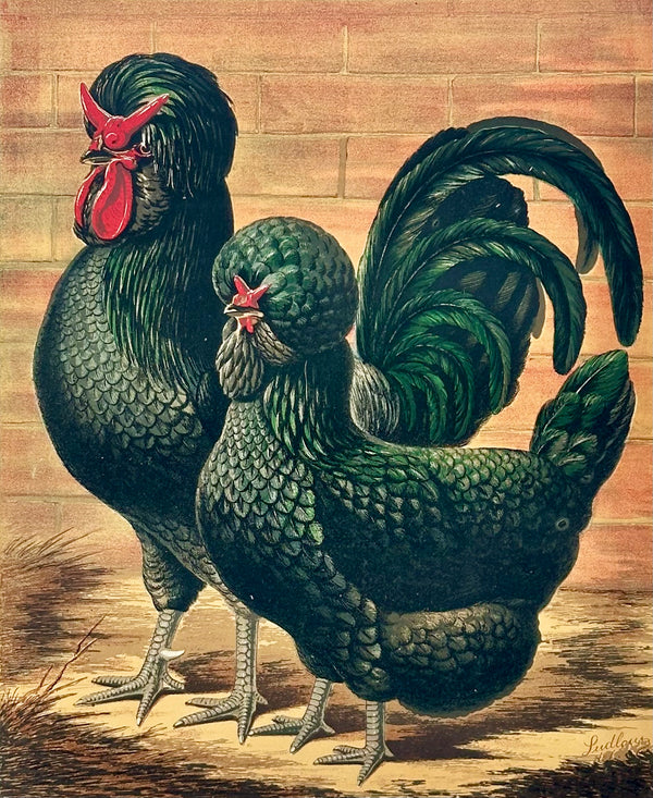 Black Crested Chickens, Original Chromolithograph by Ludlow