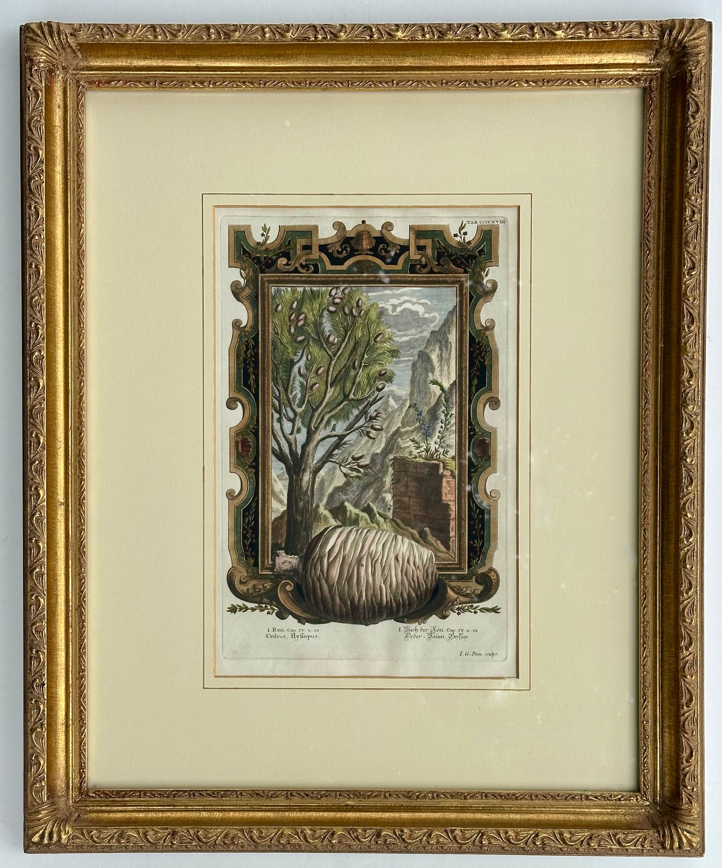 Pine Cone, Original engraving by Johann Scheuchzer, 1731 (Framed)