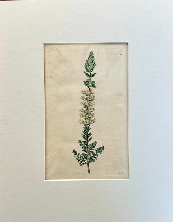 Curtis Melaleuca Botanical Engraving, 1817