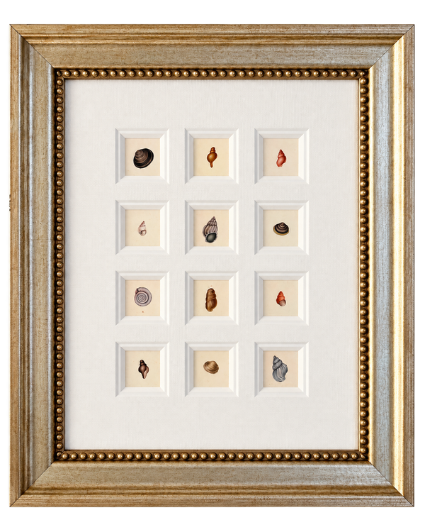 Seashell Study | Set of 12 original Prints – Coastal Wall Art | Custom Framed | c. 1840