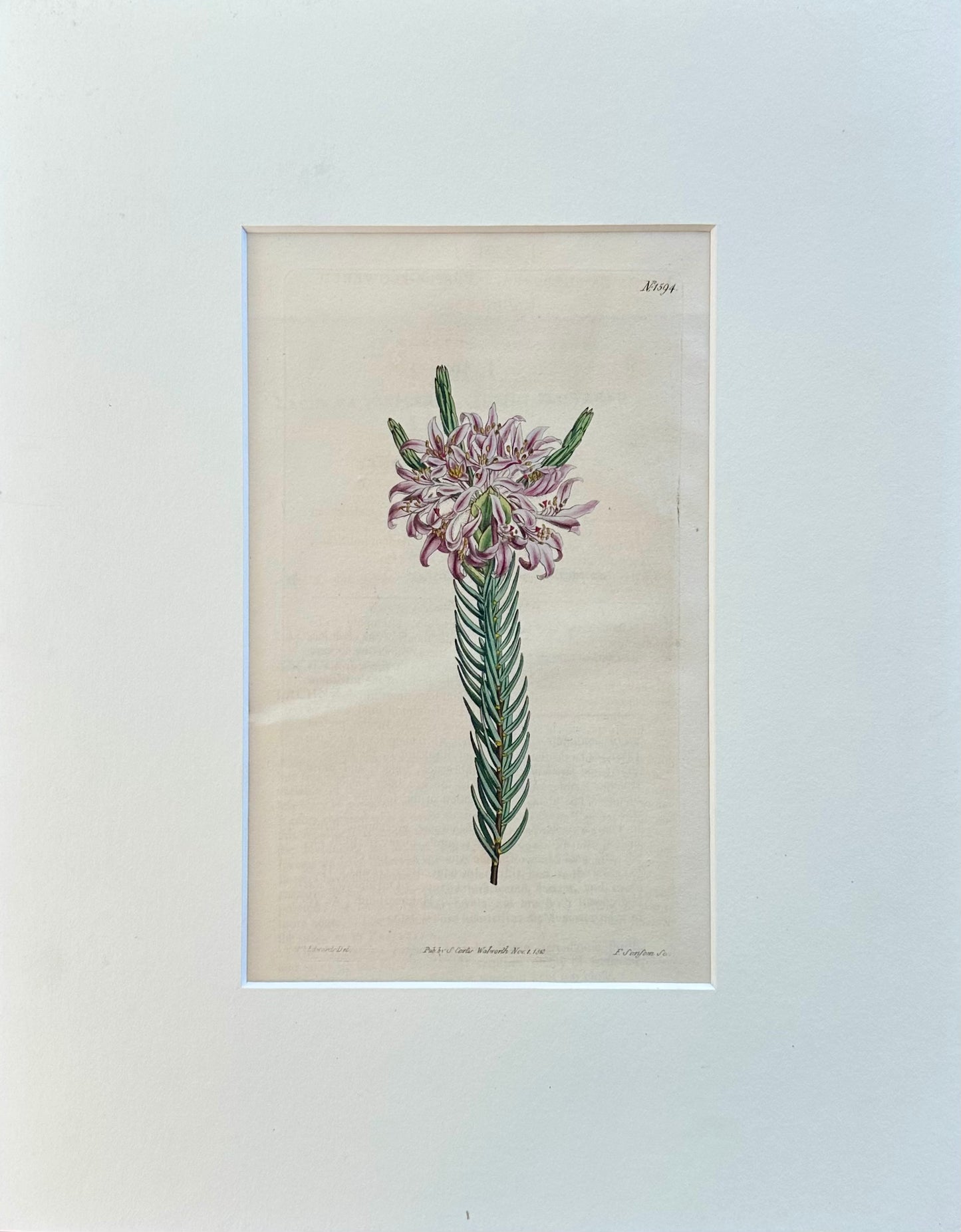 Curtis Purple Lachnaea Botanical Engraving, 1802