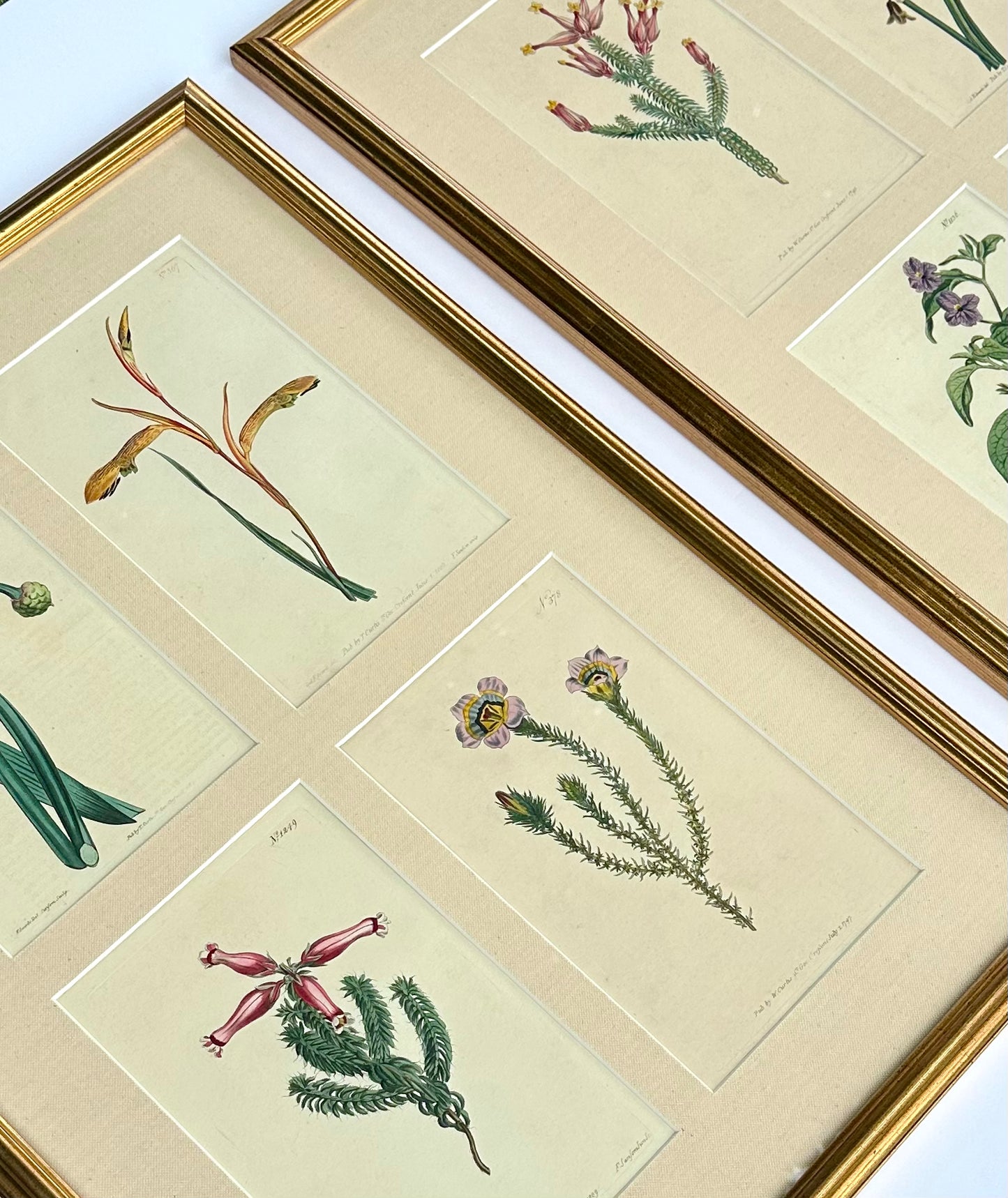Set of botanicals by William Curtis, 1806 (framed)