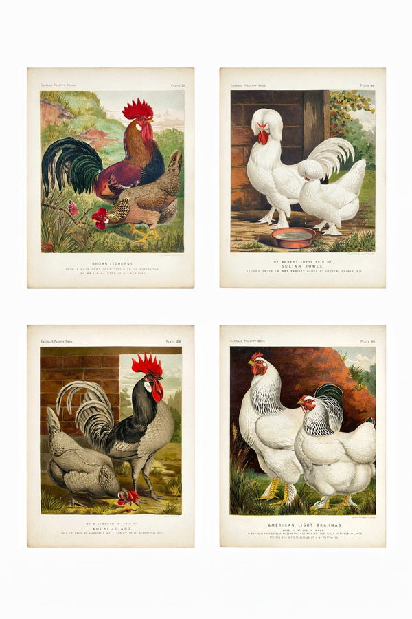 Vintage Poultry Print Collection: Leghorns, Sultan, Andalusians & Brahmas - Set of 4 Chromolithographs