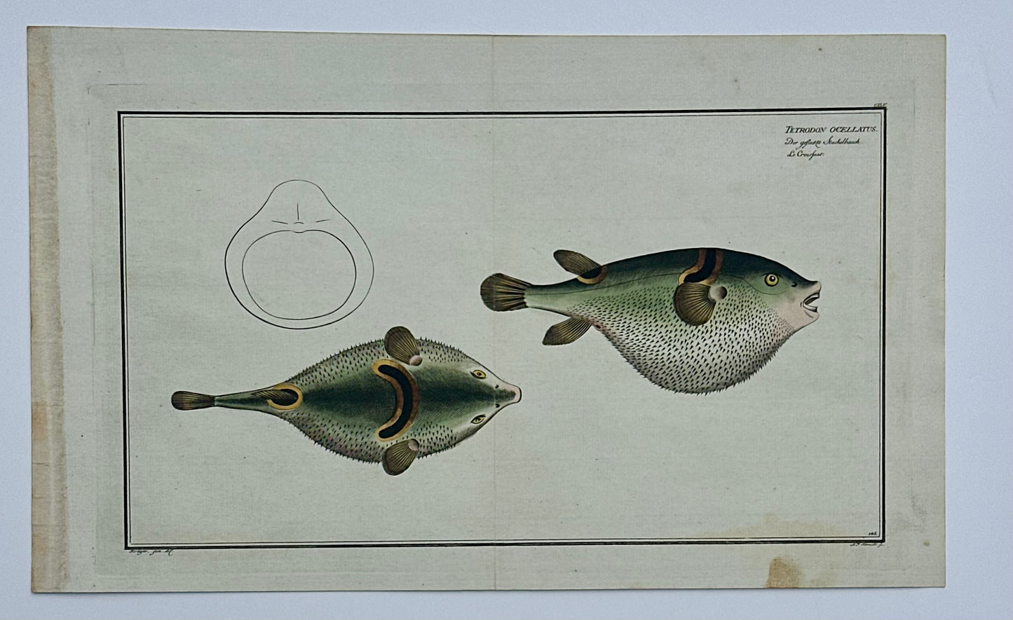 Puffer Fish Original Print by Bloch, 1782