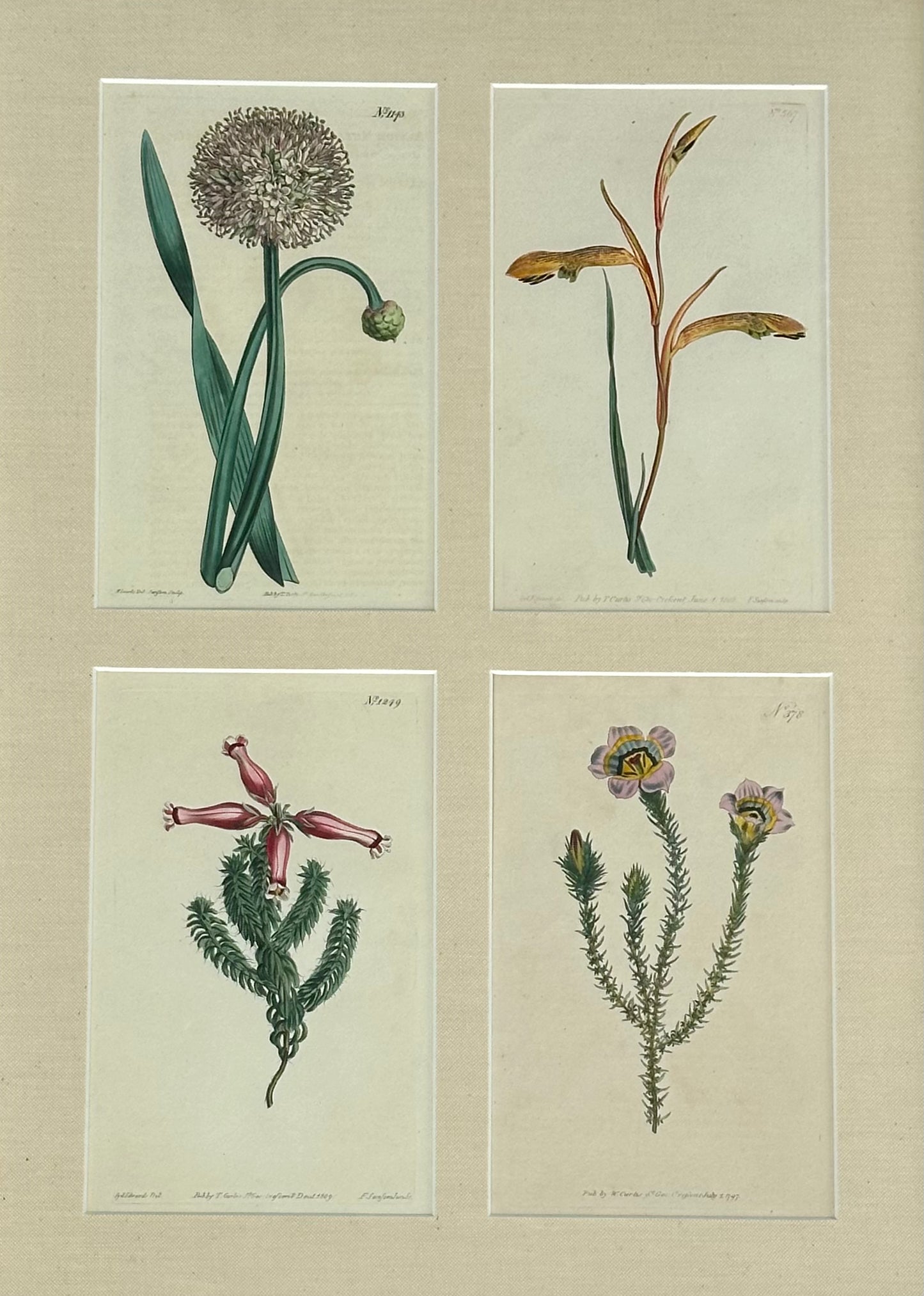 Set of botanicals by William Curtis, 1806 (framed)