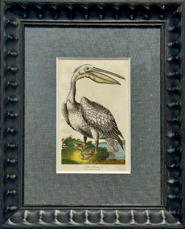 Antique Pelican framed print by J. Pass, 1797