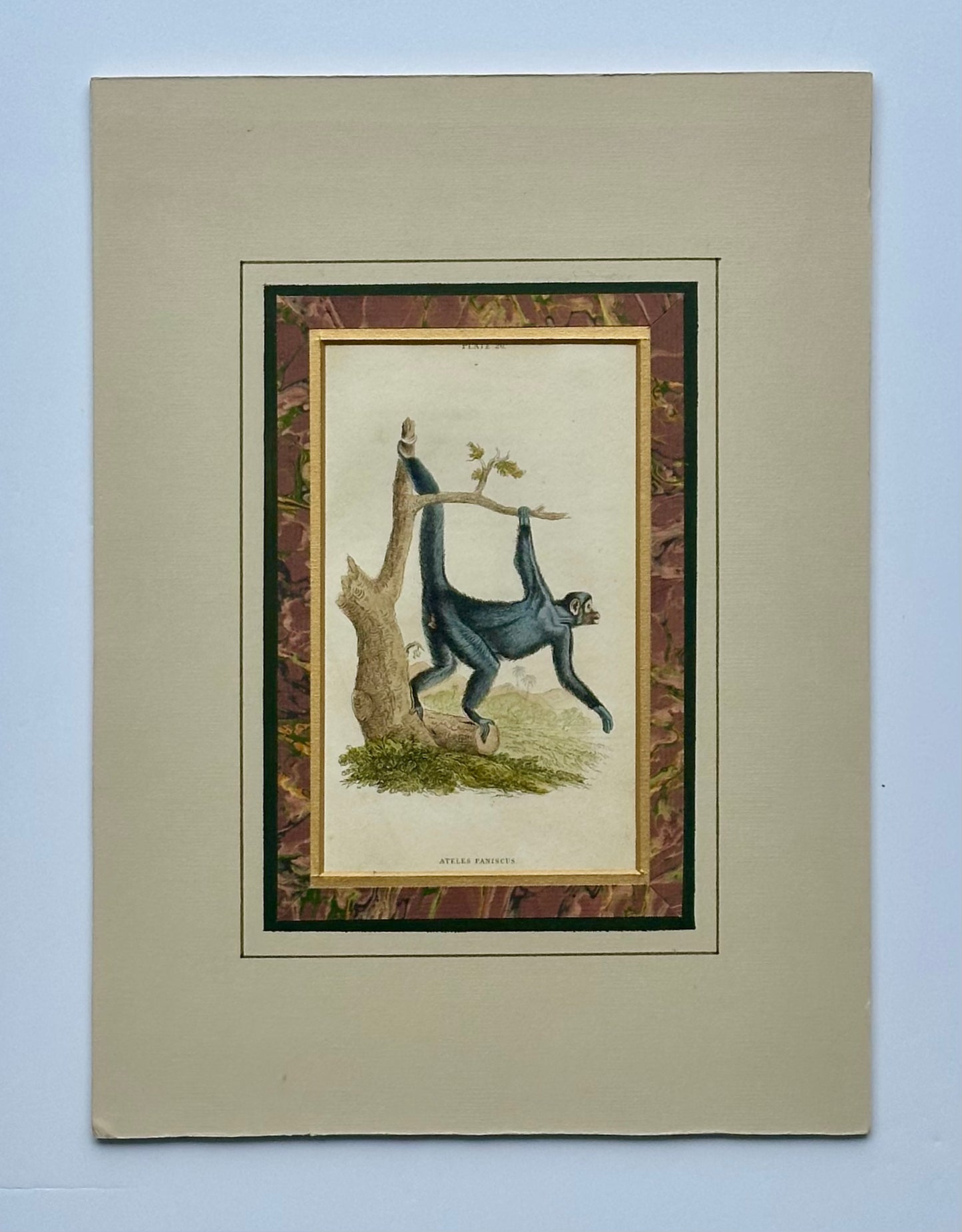 Spider Monkey Original Print, 1863