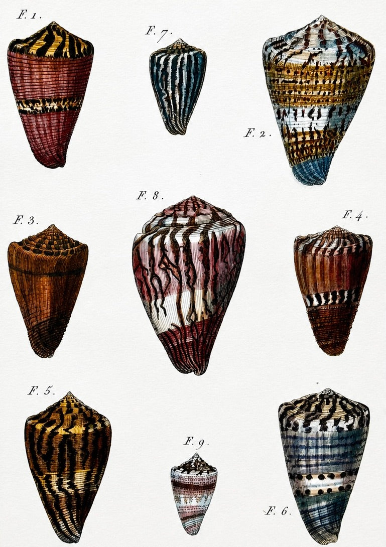 Cone Snails Marine Shells, Original Engraving from Histoire Naturelle, 1789
