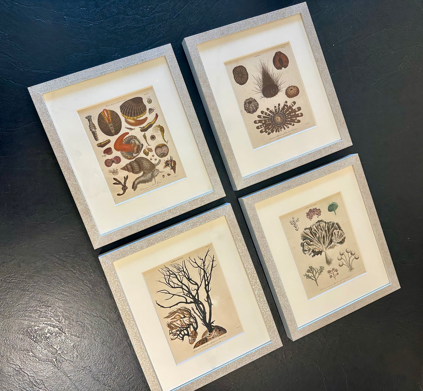 Corals, Shells & Sea Urchins (1807), Set of 4