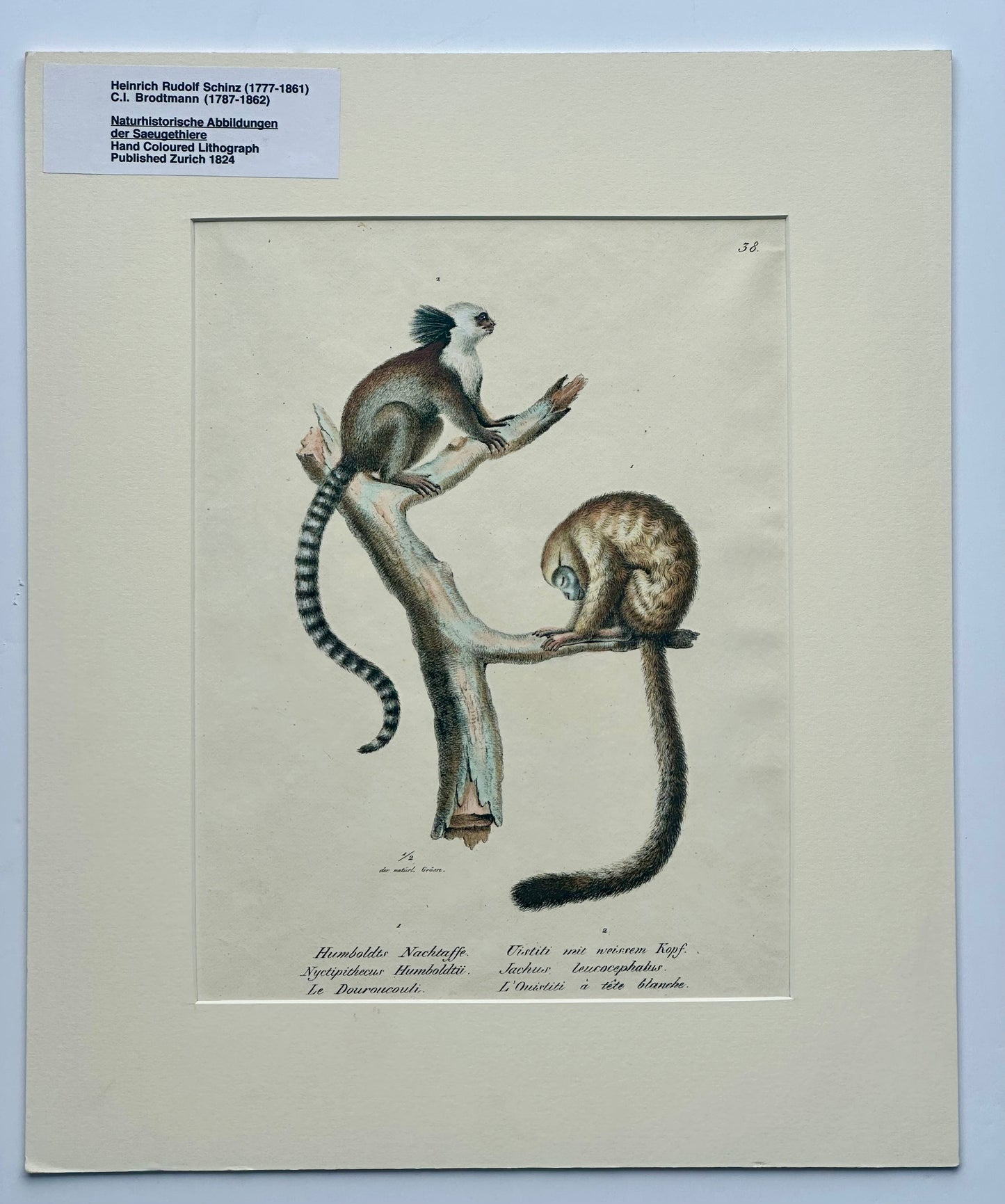 Marmoset Monkey Original Lithograph by Brodtmann, Circa 1824