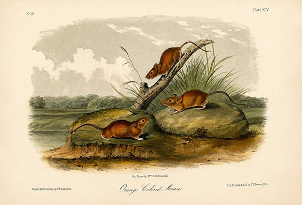 Orange Colored Mouse 1st edition Octavo Lithograph by John James Audubon, 1842