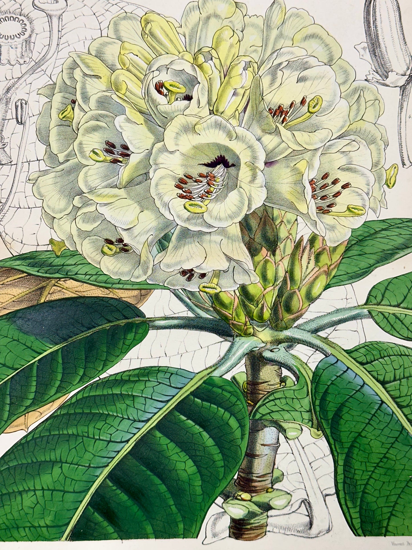 Rhododendron Print by William Curtis, 1856