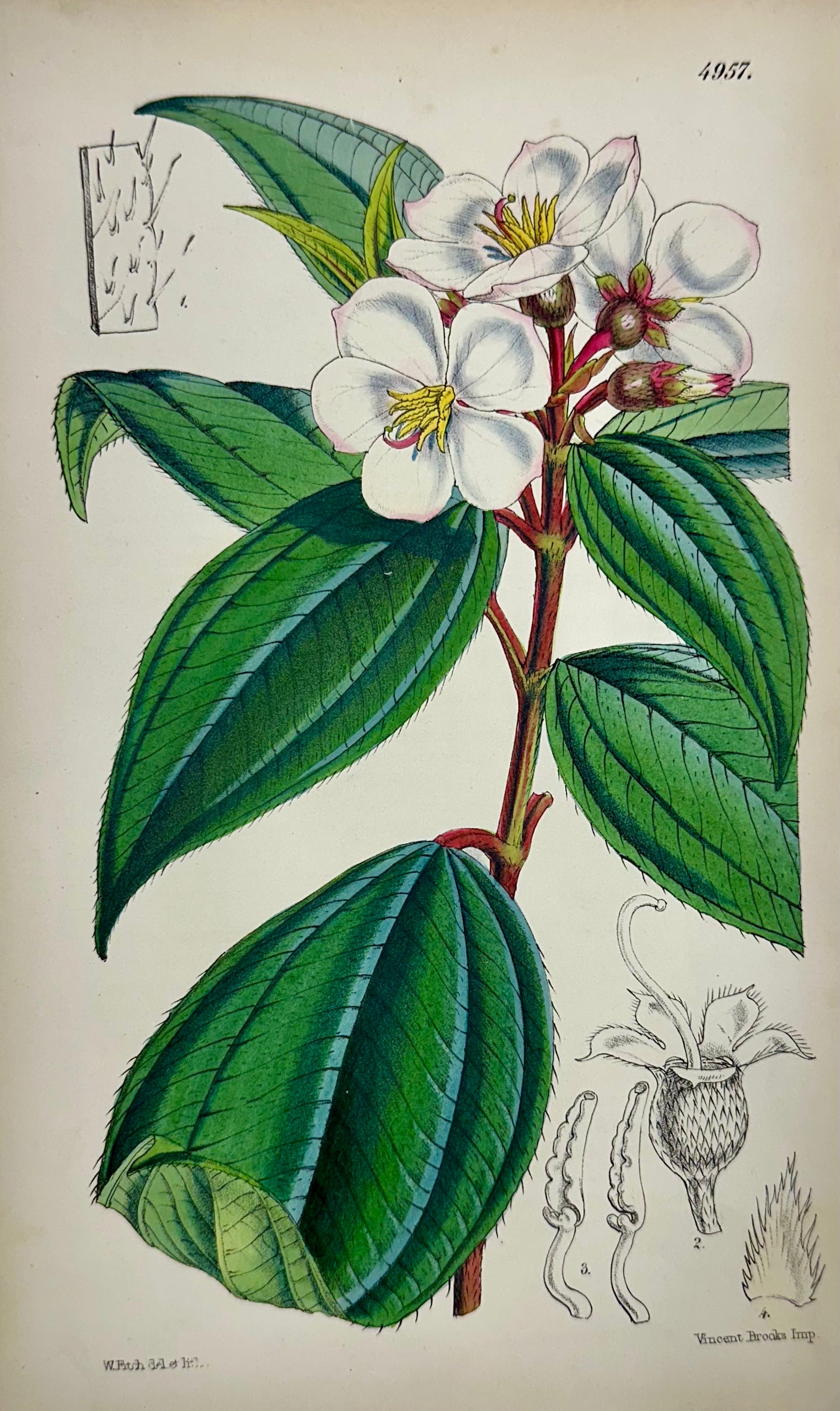 Original Botanical Engravings by William Curtis, 1856 (Set of 4)