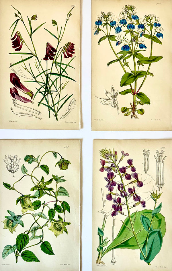 Orobus, Blue Eyed Mary, Ginseng & Honesty Botanical Engravings by William Curtis, 1856 (Set of 4)