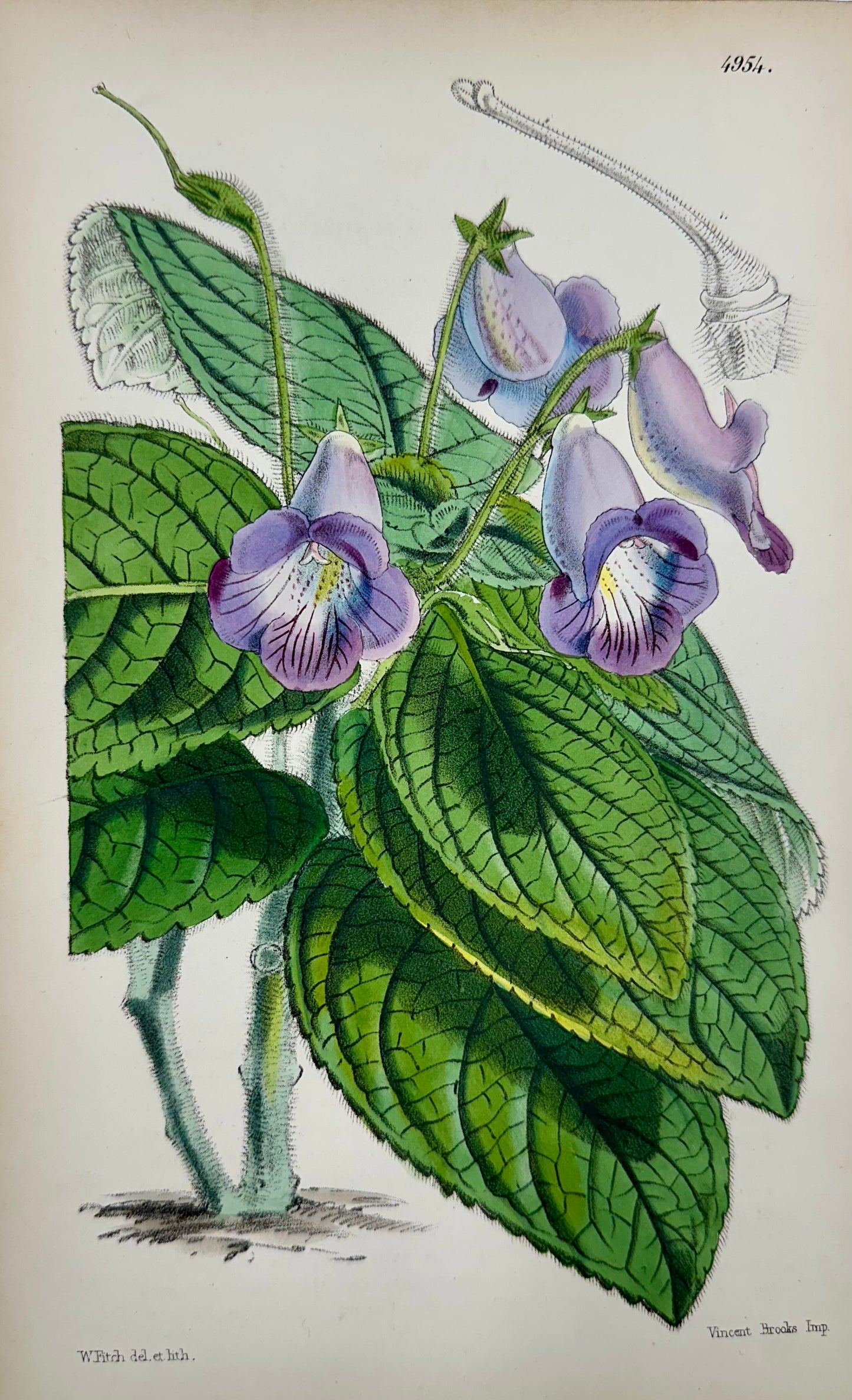 Botanical Engravings by William Curtis, 1856 (Set of 4)