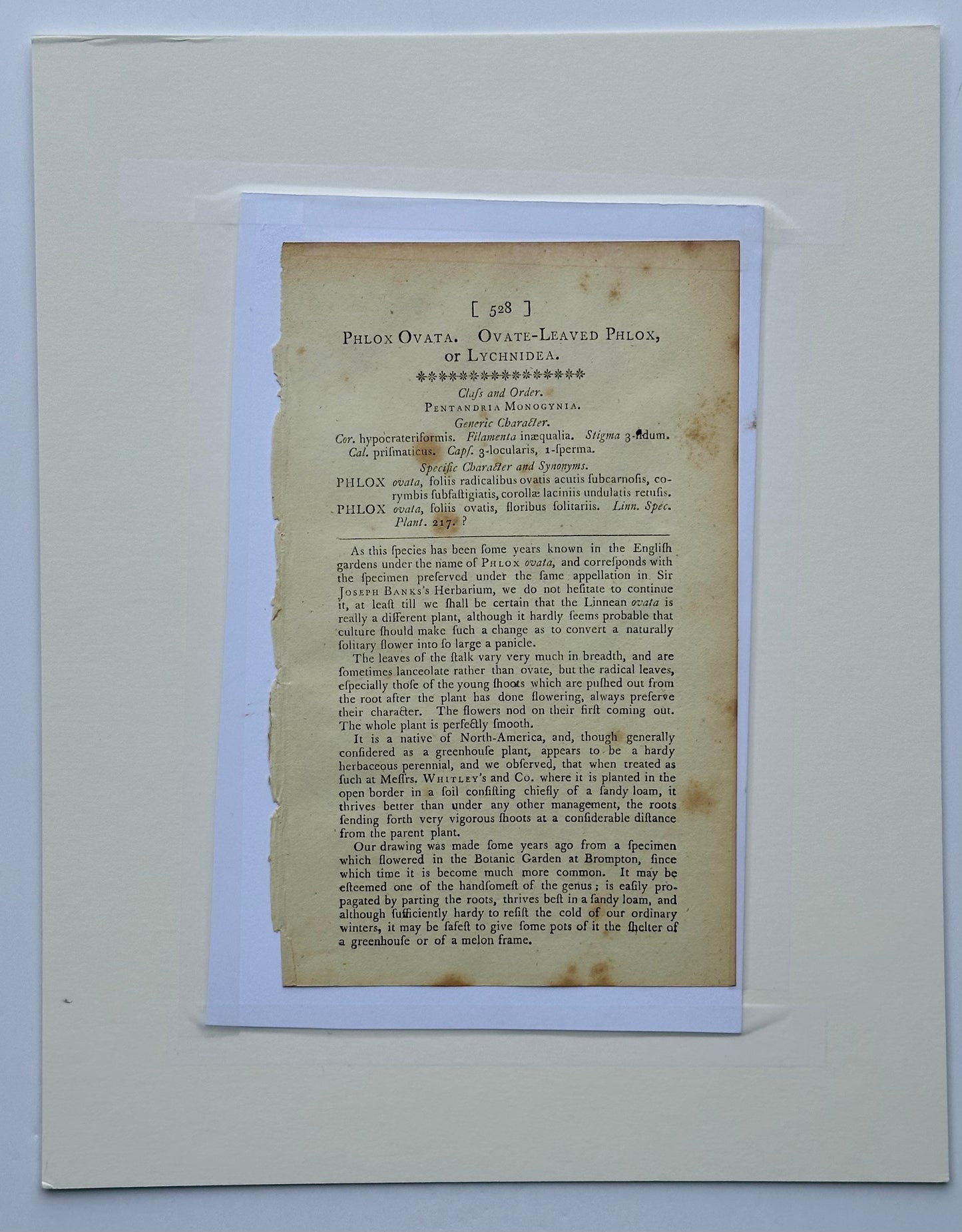 Phlox Flower Botanical, Original engraving by Curtis