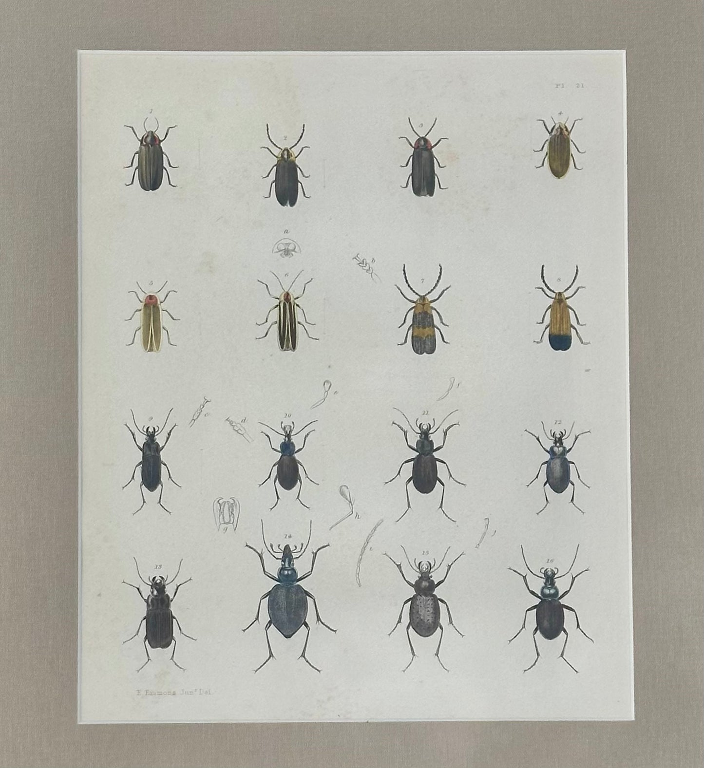 Set of 2 Insect original prints, 1852, framed
