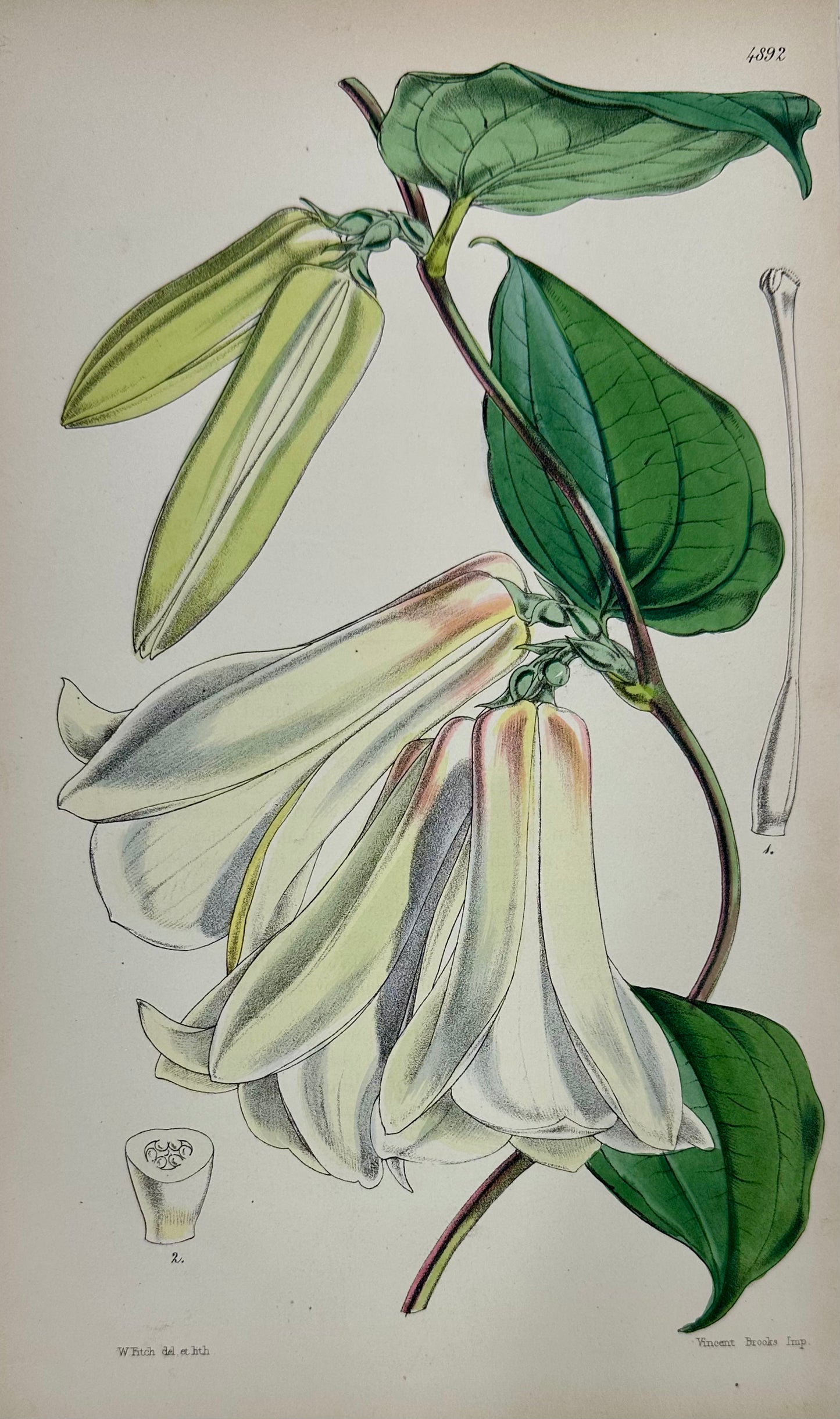 Original Botanical Engravings by William Curtis, 1856 (Set of 4)