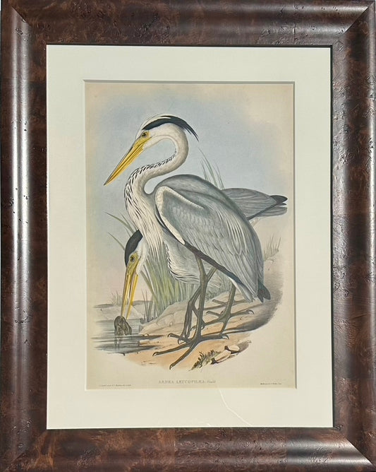 Grey Heron Coastal Scene Original by Gould, Circa 1840 (Framed)