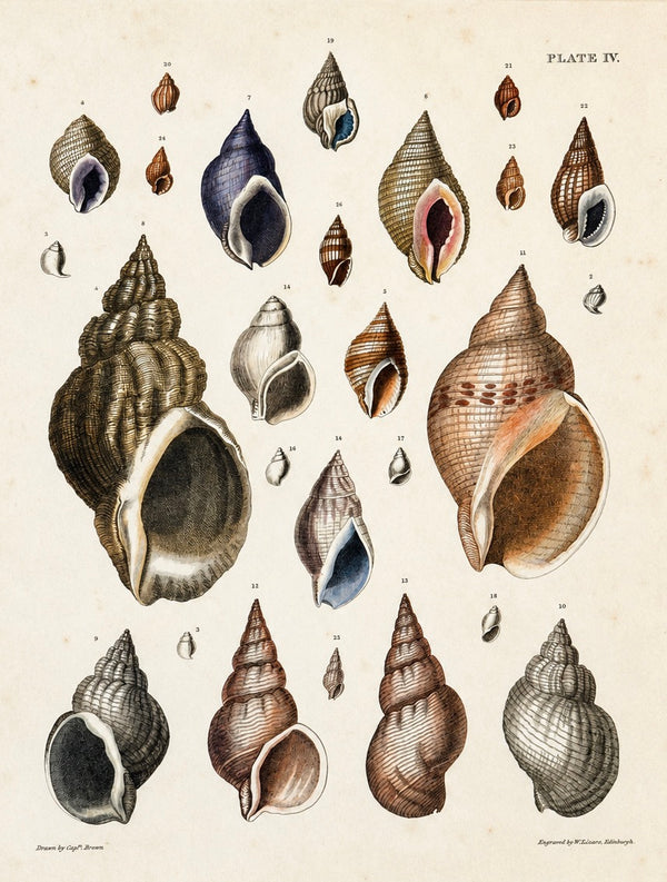 Purpura & Buccinum Shells | Original Hand-Colored Shell Engraving – Captain Thomas Brown, Plate IV | c. 1840